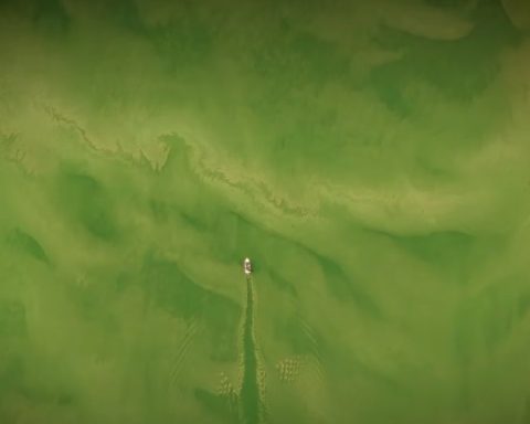 The alarming findings of scientific studies carried out in the waters of the Hatillo dam