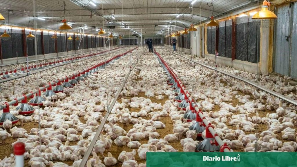 The poultry sector ensures stability in the supply of chicken
