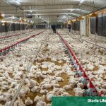The poultry sector ensures stability in the supply of chicken