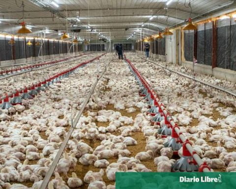 The poultry sector ensures stability in the supply of chicken