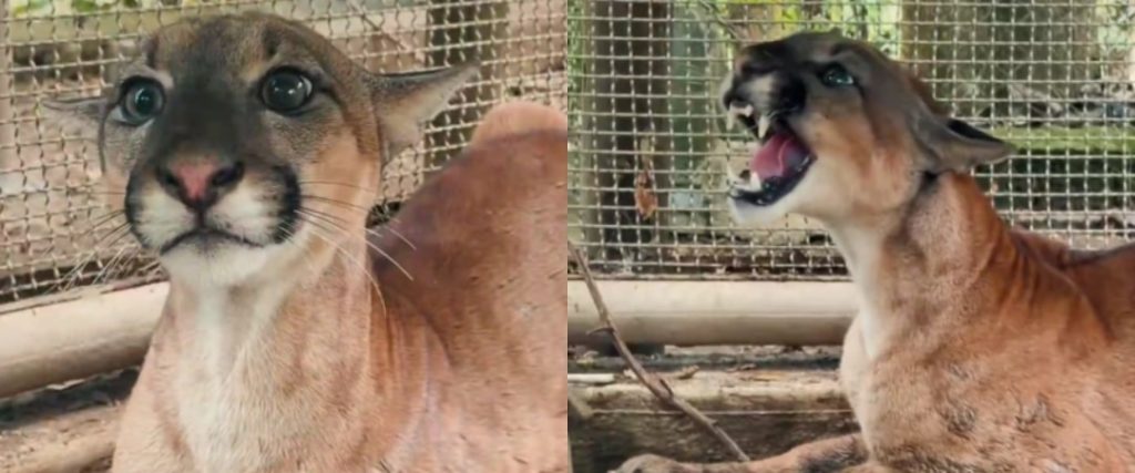 Puma rescatado en Córdoba (2)