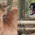 Puma rescatado en Córdoba (2)