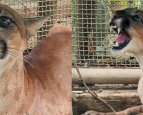 Puma rescatado en Córdoba (2)