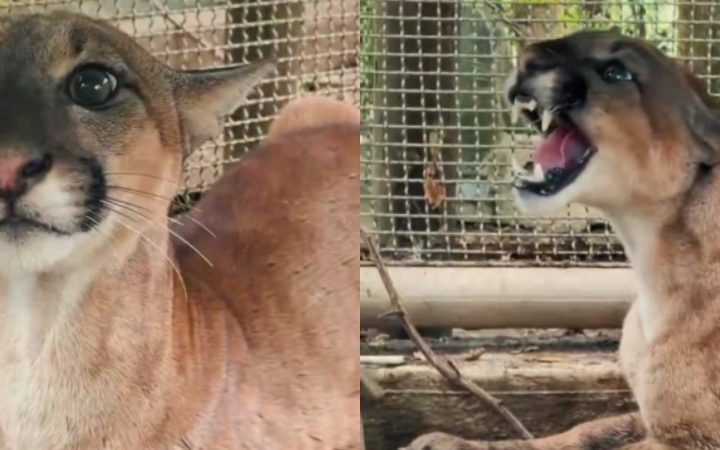 Puma rescatado en Córdoba (2)