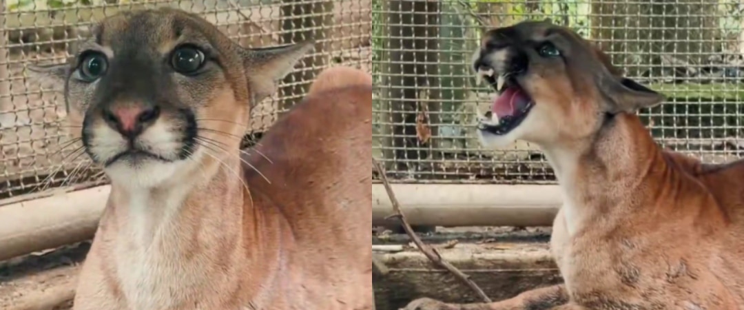 Puma rescatado en Córdoba (2)