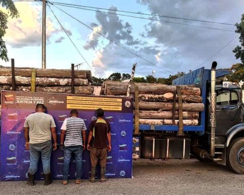 Three subjects arrested for illegal felling of trees in Cojedes