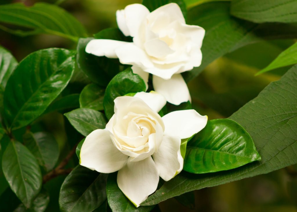 Two gardenias, Isolina