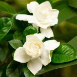 Two gardenias, Isolina
