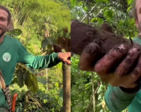 Alemán en Colombia (1)