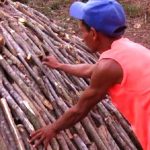 In Santiago de Cuba they want to reactivate the coal industry with the trees fallen by Hurricane Melissa